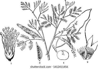 Gum Arabic is a complex mixture of Glycoproteins and Polysaccharides. It is the original source of the sugars vintage line drawing or engraving illustration.