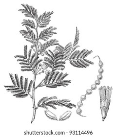 Gum arabic tree (Acacia arabica) / vintage illustration from Meyers Konversations-Lexikon 1897