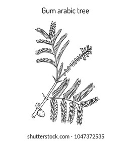 Gum arabic tree (Acacia senegal), or Kher, medicinal plant. Hand drawn botanical vector illustration