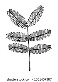 The Gum Arabic tree is a low branching, small, and spiny tree, which grows up to 7-15 m in height with a girth of about 1.3 m, vintage line drawing or engraving illustration.