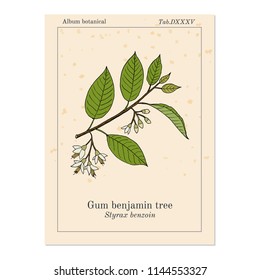 Gum benjamin tree (Styrax benzoin), medicinal plant. Hand drawn botanical vector illustration