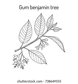 Gum benjamin tree (Styrax benzoin), medicinal plant. Hand drawn botanical vector illustration