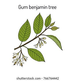 Árbol de benjamín de goma (Styrax benzoin), planta medicinal. Ilustración vectorial botánica dibujada a mano