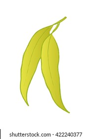 Gum Leaves