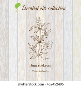 Gum rockrose, essential oil label, aromatic plant. Vector illustration