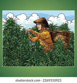 The guma farmer's mother was seen harvesting her crops which looked very good and a lot. Weeds are plants that grow around cultivated plants and whose existence is unwanted.