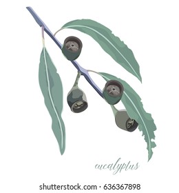 Gumtree nuts and leaves isolated vector