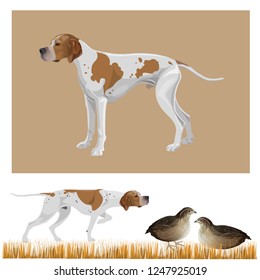 Gundog group. English pointer standard. Hunting dog pointing a covey of quail. Vector illustration isolated on white background