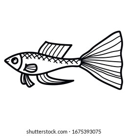 Guppy aquarium fish doodle line vector icon