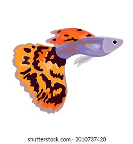 Guppy fish icon. Isolated vector flat illustration.