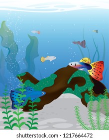 guppy fish in fish tank close up view design