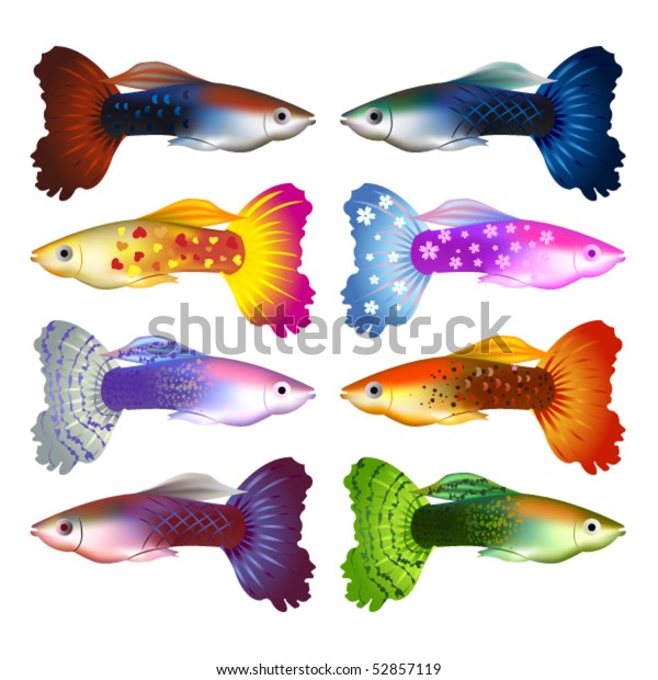 Guppy Fishvector Stock Vector (Royalty Free) 52857119