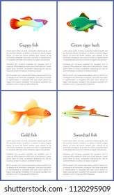 Guppy gold and swordtail fishes vector posters, illustration of green tiger barb isolated on white background marine representatives, text sample