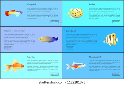 Guppy neon tetra fish posters set with info about limbless creatures. Blue striped tamarin wrasse, boxfish and butterfly types vector illustration