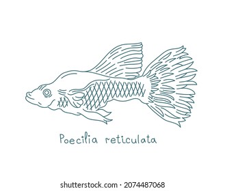 The guppy. Poecilia reticulata, also known as millionfish and rainbow fish. Aquarium fish. Vector contour line. Open paths. Editable stroke.