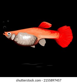 Guppy Vector, Female Albino Full Red Isolated on Blank Background