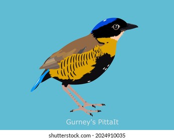 Gurney's PittaIt is a rare bird, almost extinct,Conserved wildlife in Thailand. vector illustrator