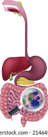 Gut bacteria being shown with a magnifying glass. Could be result of probiotics promoting good digestive flora or other microbes.
