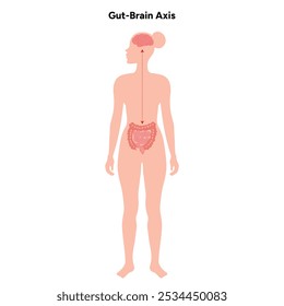 Eixo do cérebro intestinal, conexão do intestino cerebral	