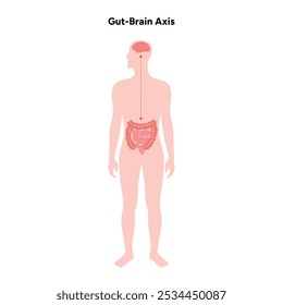 Eixo do cérebro intestinal, conexão do intestino cerebral	