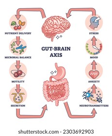 Eje cerebral intestinal como diagrama esquemático de interacción del sistema nervioso e intestinal. Plan médico educativo etiquetado con influencia microbal en el equilibrio corporal para el estrés, el estado de ánimo y la ansiedad en la ilustración vectorial.