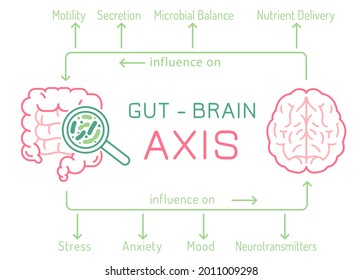 Gut - Brain AXIS landscape poster. Useful infographic. Human internal organs connection. Editable vector illustration. Modern outline style. Medical, healthcare, scientific concept