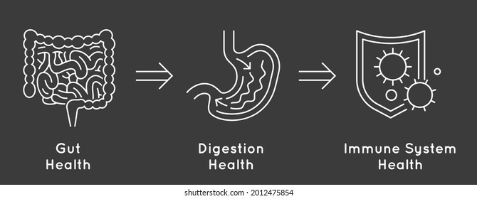 Gut - Brain AXIS landscape poster. Useful infographic. Human internal organs connection. Editable vector illustration. Modern outline style. Medical, healthcare, scientific concept