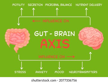 Gut - Brain AXIS landscape poster. Useful infographic. Human internal organs connection. Editable vector illustration. Modern cartoon style. Medical, healthcare, scientific concept