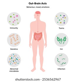 Eje cerebral intestinal, sistema nervioso en el cuerpo humano intestino Pequeño y Grande