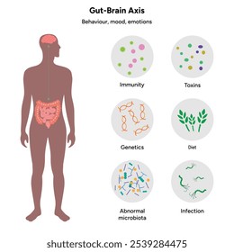 Eixo do cérebro intestinal, sistema nervoso no intestino delgado e grosso do corpo humano. Comportamento, humor e emocional 