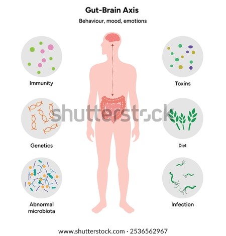 Gut brain axis, nervous system in human body small and large intestine