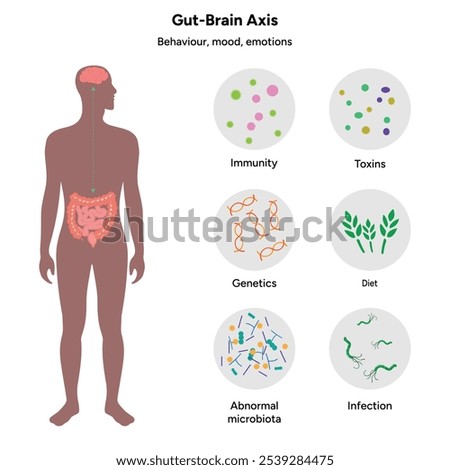 Gut brain axis, nervous system in human body small and large intestine. Behavior mood and emotional 