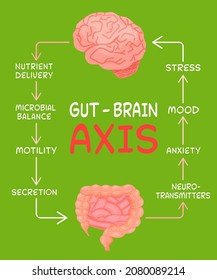 Gut - Brain AXIS vertical poster. Useful infographic. Human internal organs connection. Editable vector illustration. Modern cartoon style. Medical, healthcare, scientific concept