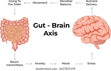 The Gut Brain Axis: A Visual Representation Design Vector Illustration