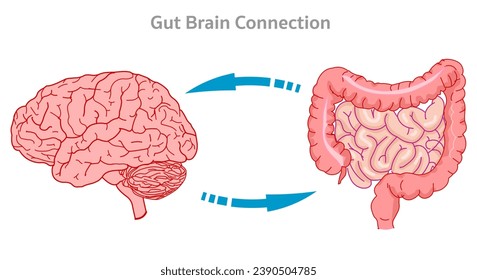 Gut brain connection, axis. Small large intestine signals enteric, nervous system. Our gut sensor is connected to the vagus nerve. Serotonin production. Illustration vector