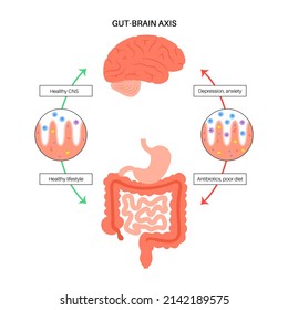 Gut brain connection, dysbiosis and microbiome. Normal and abnormal microbiota. Enteric nervous system, intestine anatomy. Signals from brain to digestive tract. Colon and cerebrum vector illustration