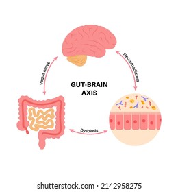 Gut brain connection, dysbiosis and microbiome. Normal and abnormal microbiota. Enteric nervous system, intestine anatomy. Signals from brain to digestive tract. Colon and cerebrum vector illustration