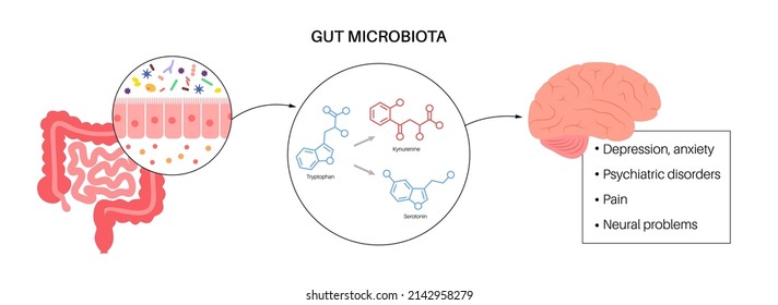 Gut brain connection, dysbiosis and microbiome concept. Microbiota and hormones in human body. Intestine anatomy. Signal from brain to digestive tract. Colon and cerebrum flat vector illustration