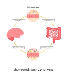 Gut brain connection, dysbiosis and microbiome. Normal and abnormal microbiota. Enteric nervous system, intestine anatomy. Signals from brain to digestive tract. Colon and cerebrum vector illustration