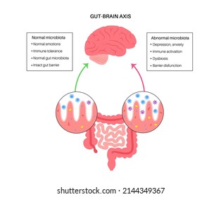 Gut brain connection, dysbiosis and microbiome. Normal and abnormal microbiota. Enteric nervous system, intestine anatomy. Signals from brain to digestive tract. Colon and cerebrum vector illustration