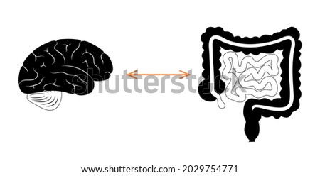 Gut brain connection. Enteric nervous system in human body, small and large intestine. Signals from brain to digestive tract. Colon and bowel anatomical poster isolated flat vector illustration.