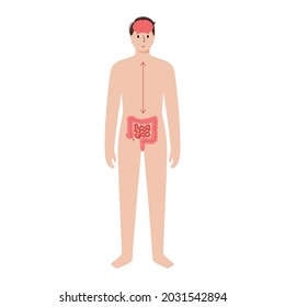 Gut brain connection and microbiome concept. Enteric nervous system in human body, small and large intestine. Signals from brain to digestive tract. Colon, bowel and cerebrum flat vector illustration