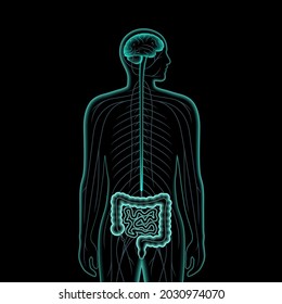 Gut brain connection and microbiome. Enteric nervous system in human body, small and large intestine. Signals from brain to digestive tract. Colon, bowel and cerebrum 3d realistic vector illustration.