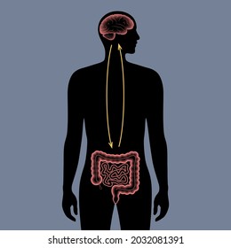 Gut brain connection and microbiome. Enteric nervous system in human body, small and large intestine. Signals from brain to digestive tract. Colon, bowel and cerebrum 3d realistic vector illustration.