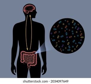 Gut brain connection and microbiome. Enteric nervous system in human body, small and large intestine. Signals from brain to digestive tract. Colon, bowel and cerebrum 3d realistic vector illustration.