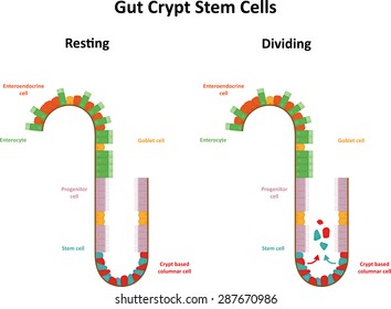 Gut Crypt Stem Cell Small Intestine 