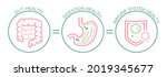 Gut - digestion - immune system health landscape poster. Useful infographic. Human internal organs connection. Editable vector illustration. Modern outline style. Medical, healthcare, scientific image