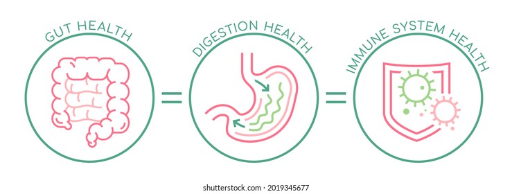 Gut - digestion - immune system health landscape poster. Useful infographic. Human internal organs connection. Editable vector illustration. Modern outline style. Medical, healthcare, scientific image