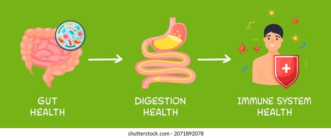 Gut - digestion - immune system health landscape poster. Useful infographic. Human internal organs connection. Editable vector illustration. Modern cartoon style. Medical, healthcare, scientific image