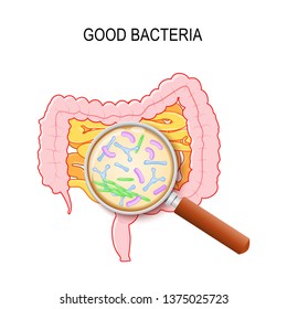 Gut flora. Human small intestine, colon and magnifying glass. Close-up of good bacteria: Lactobacillus, Bifidobacterium longum, Escherichia coli. Vector diagram for education, medical, biological use